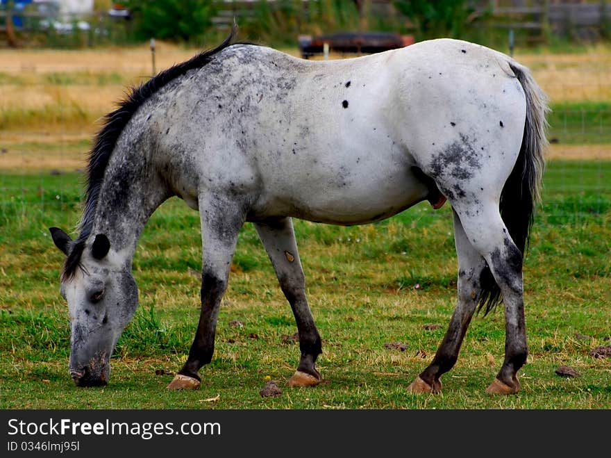 Grey dapple horse grazing in green field. Grey dapple horse grazing in green field