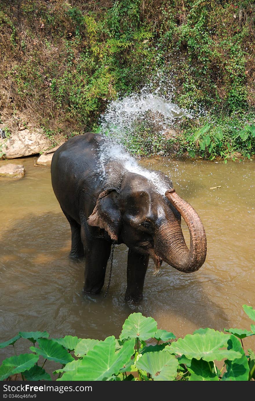 Large elephant in a Thai river taking a shower. Large elephant in a Thai river taking a shower