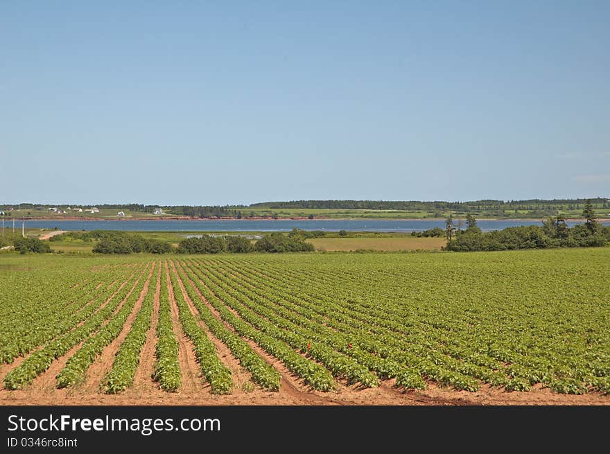 Rows and rows of crops