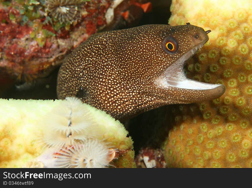 Goldentail Moray (Gymnothorax miliaris) - Bonaire