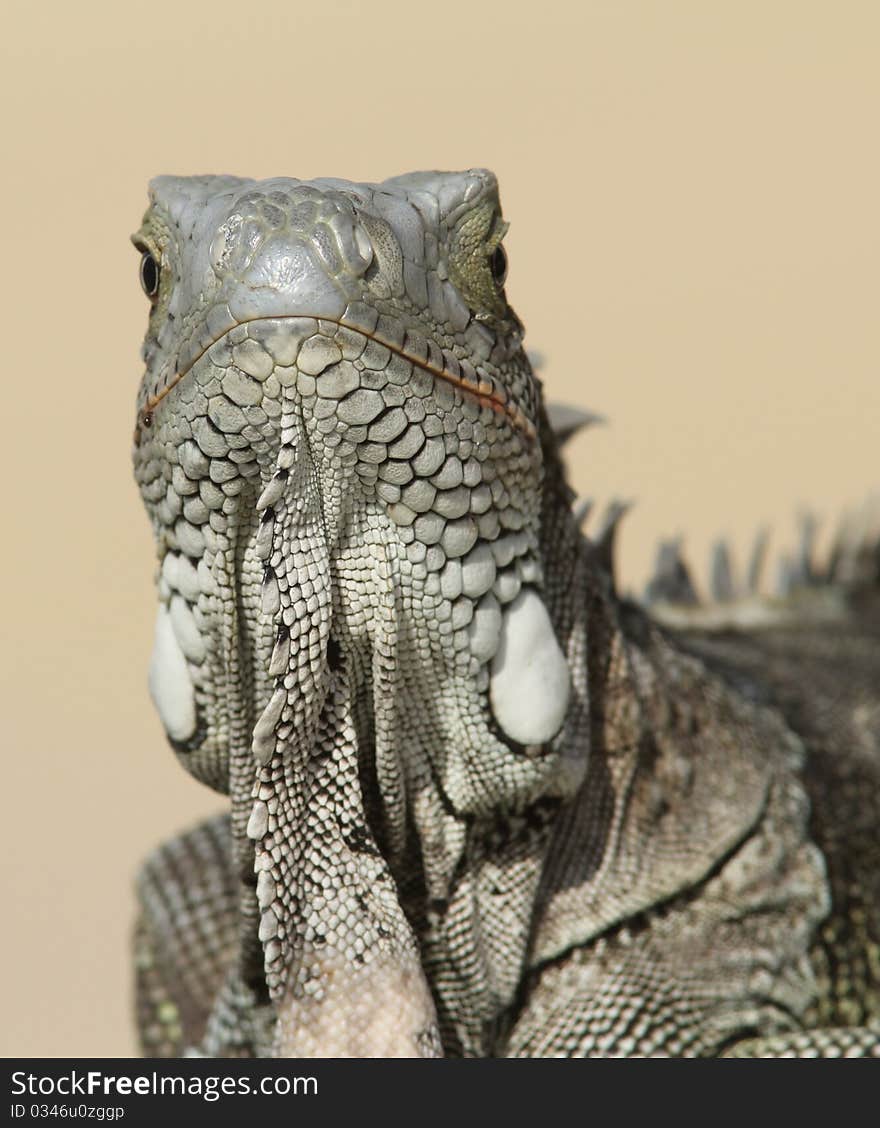 Green Iguana facing camera - Bonaire