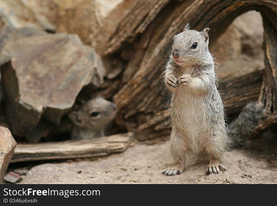 Rock Squirrel - Tucson, Arizona