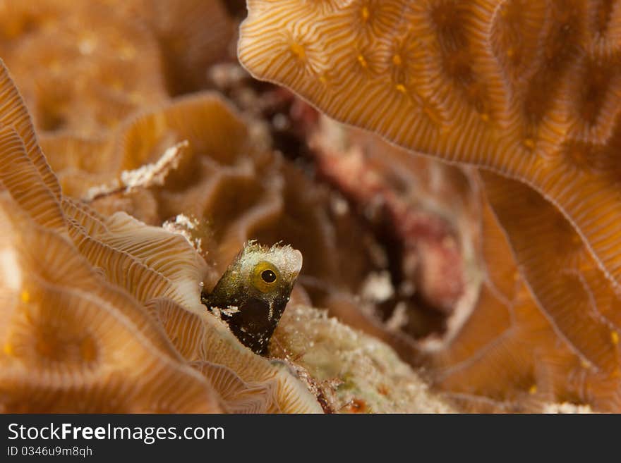 Secretary Blenny (Acanthemblemaria maria) poking its head out from a hole in a coral head. Secretary Blenny (Acanthemblemaria maria) poking its head out from a hole in a coral head