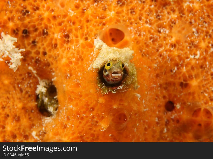 Secretary Blenny (Acanthemblemaria maria) poking its head out from an orange sponge in Bonaire, Netherlands Antilles. Secretary Blenny (Acanthemblemaria maria) poking its head out from an orange sponge in Bonaire, Netherlands Antilles