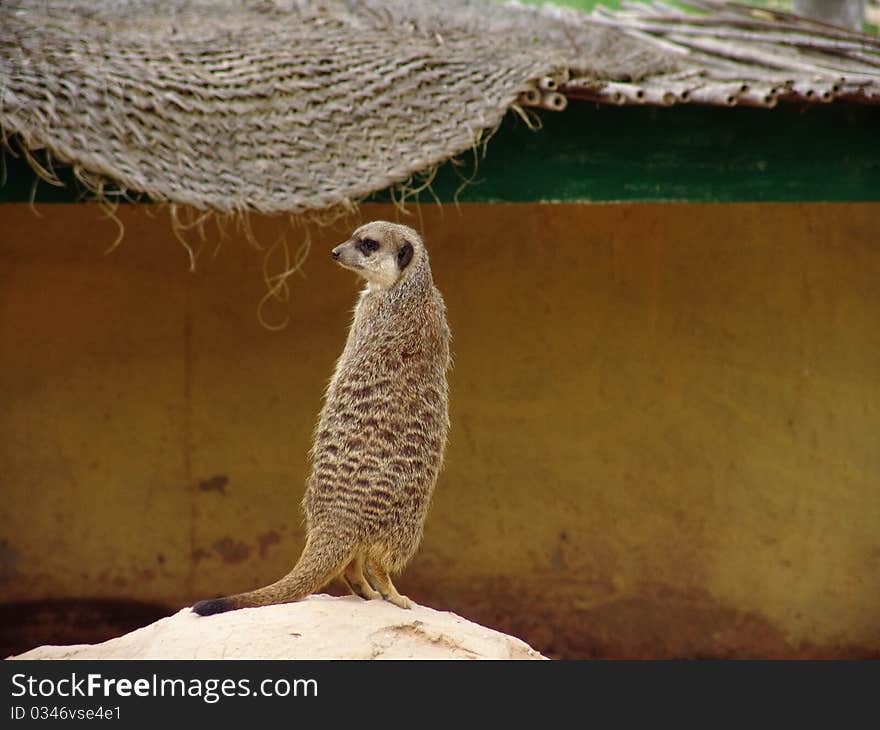 Suricata suricatta - meerkat standing on rock in tunisia, north africa