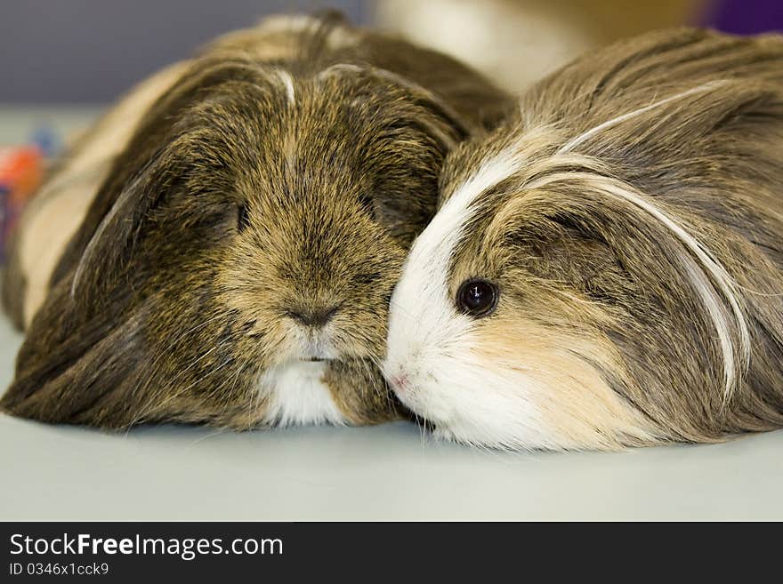 Two white and light brownguinea pigs with black eyes seeking comfort from each other in close up. Two white and light brownguinea pigs with black eyes seeking comfort from each other in close up