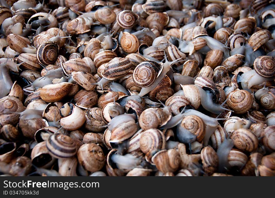 Large group of live brown snails. Large group of live brown snails