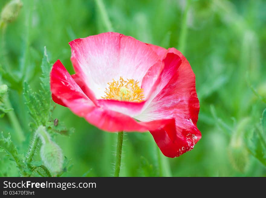 Red poppy in the grass