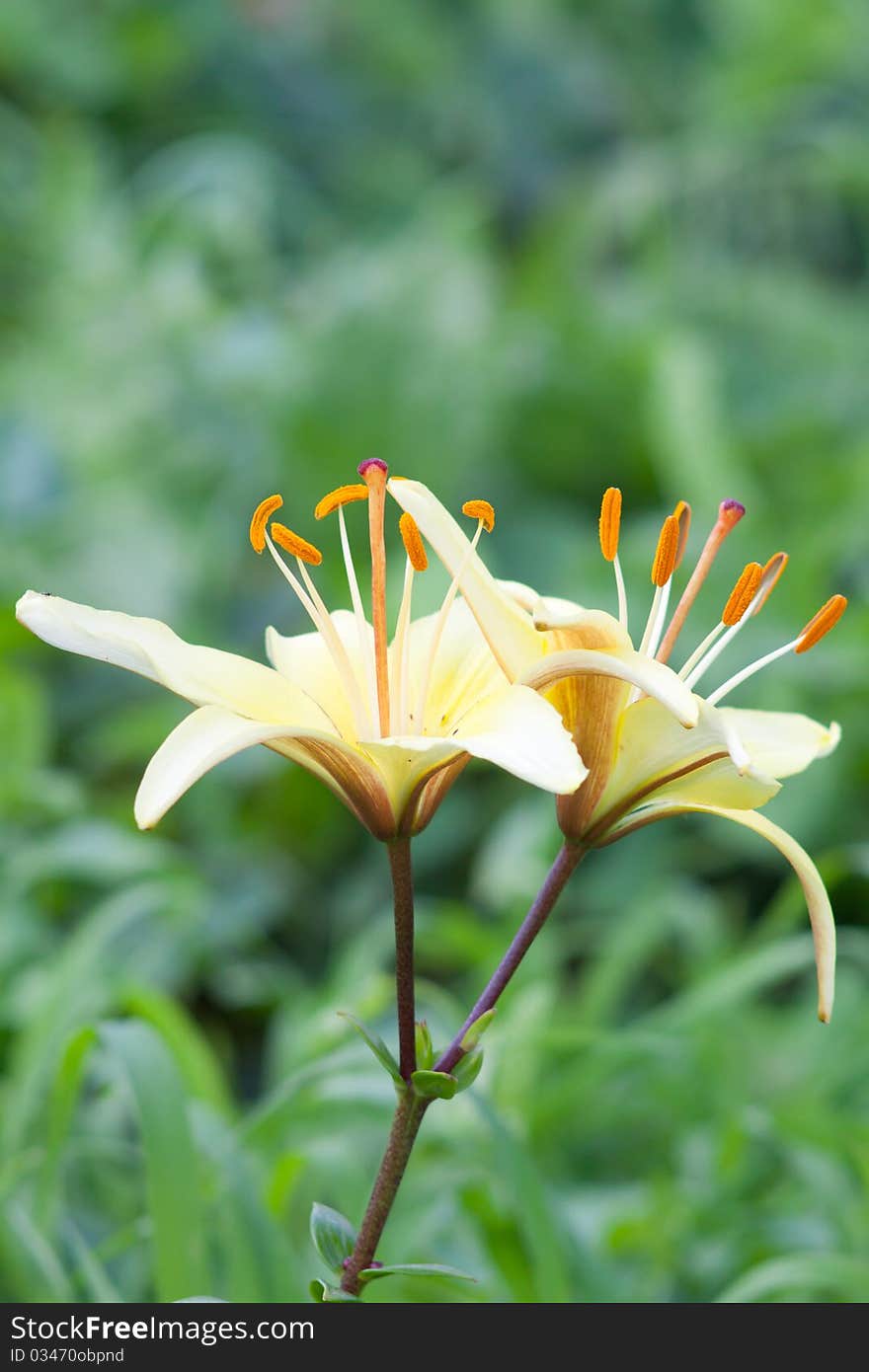 Yellow lily in the garden