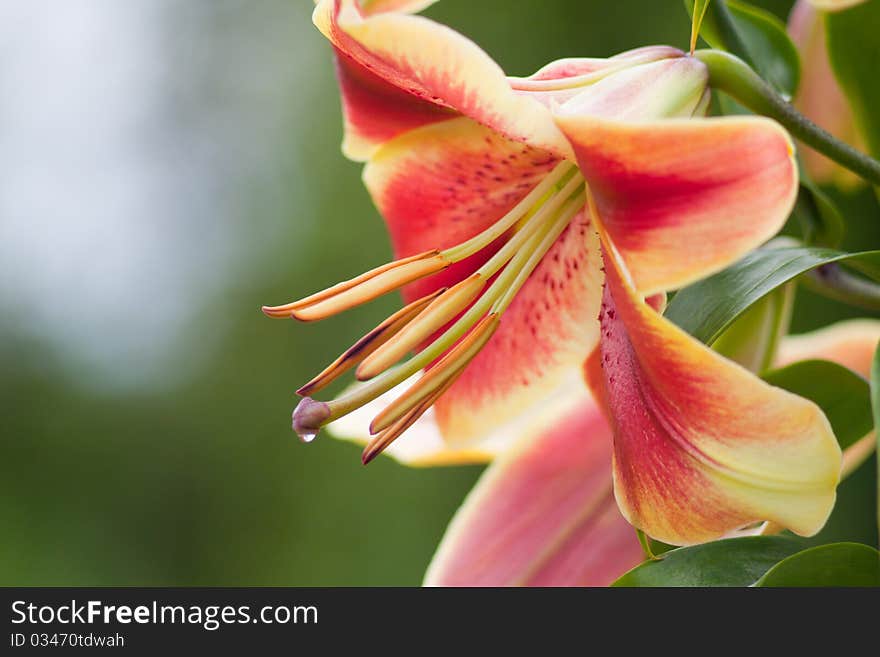 Red-yellow lily in the garden