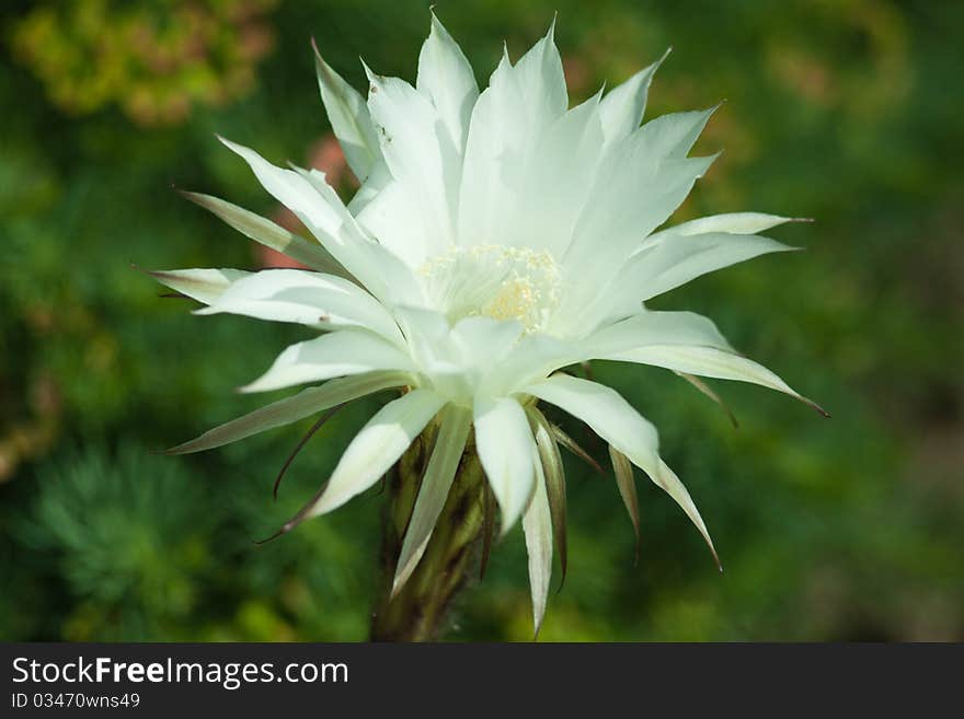 White flower of a cactus. White flower of a cactus