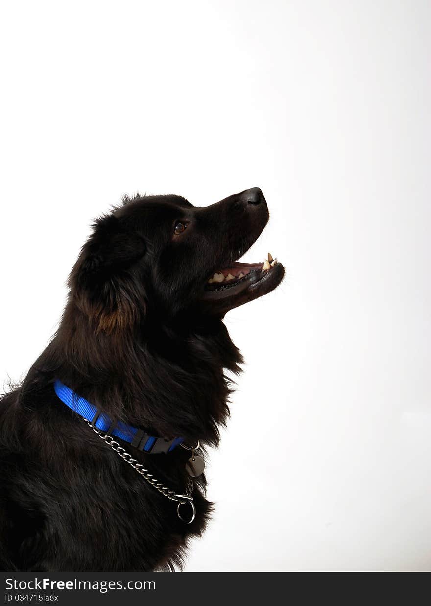 Dog Border Collie Chow Chow Mix looking up. Dog Border Collie Chow Chow Mix looking up.