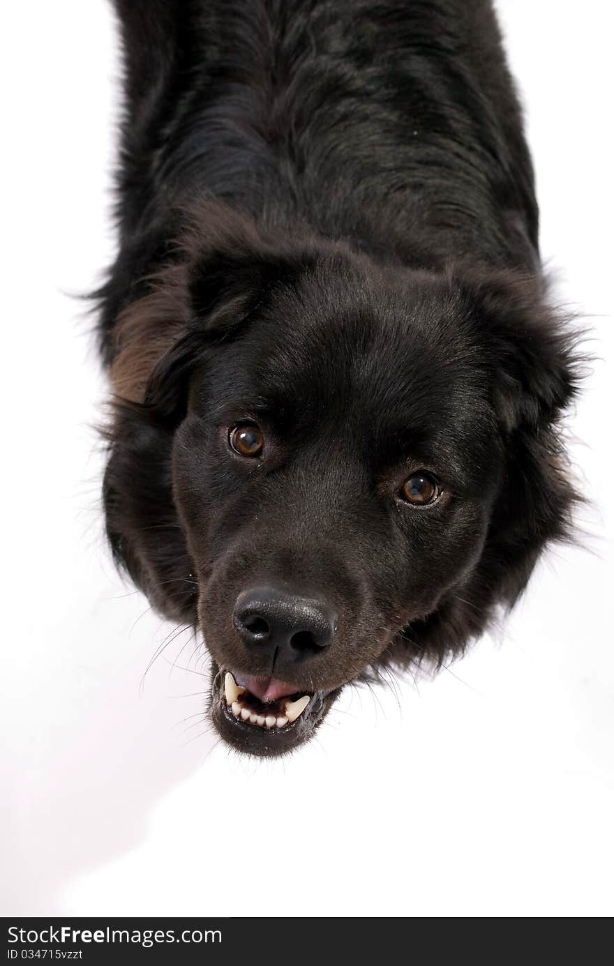 Dog Border Collie Chow Chow Mix looking up. Dog Border Collie Chow Chow Mix looking up.