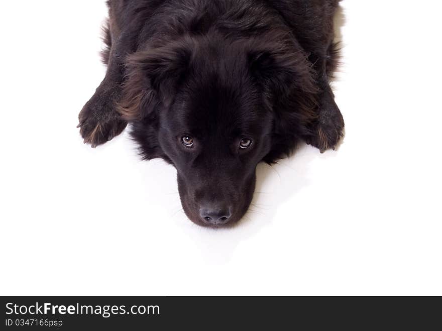 Dog Border Collie Chow Chow Mix looking up. Dog Border Collie Chow Chow Mix looking up.