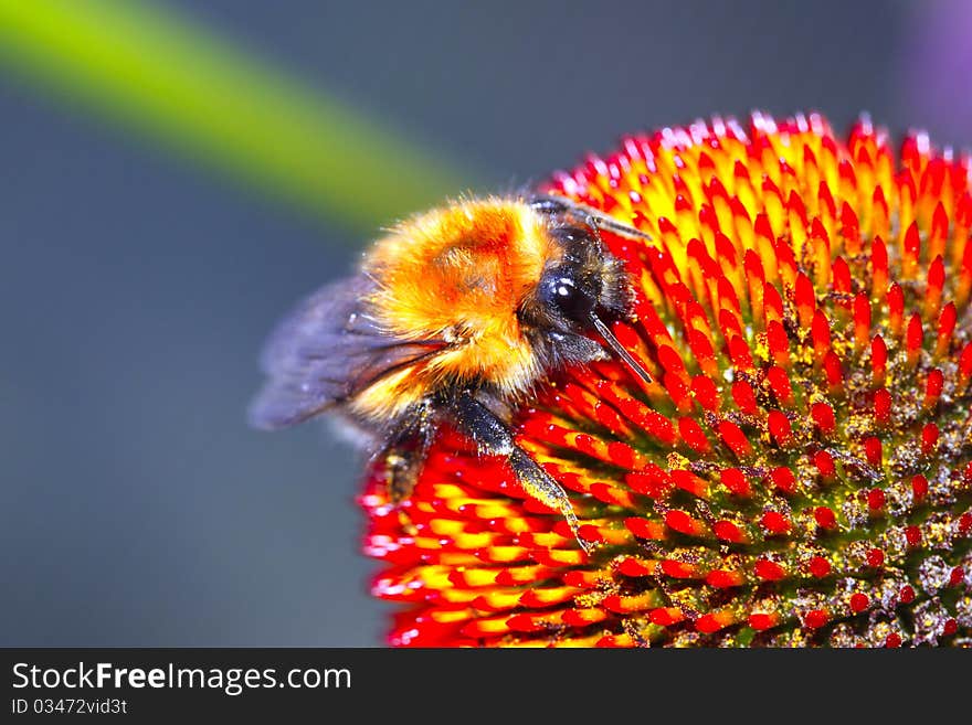 Bee summer flowers insects nature tropical