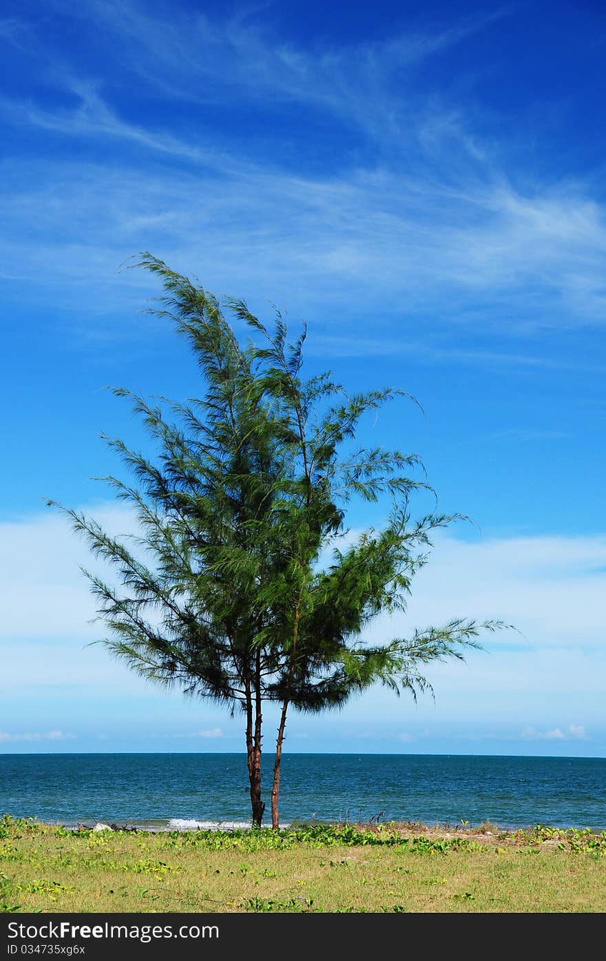 Pine tree on the beach