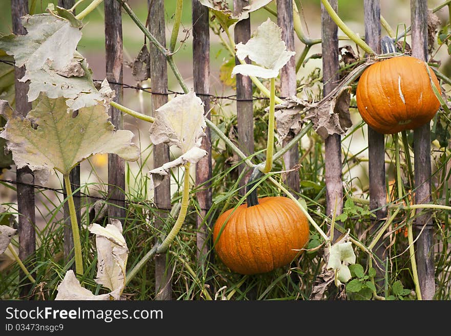 Pumpkin Farm