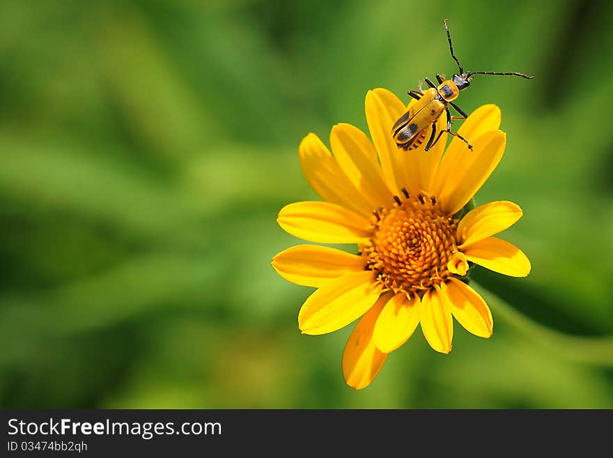 A macro closeup picture of a soldier bug on a flower in the summer