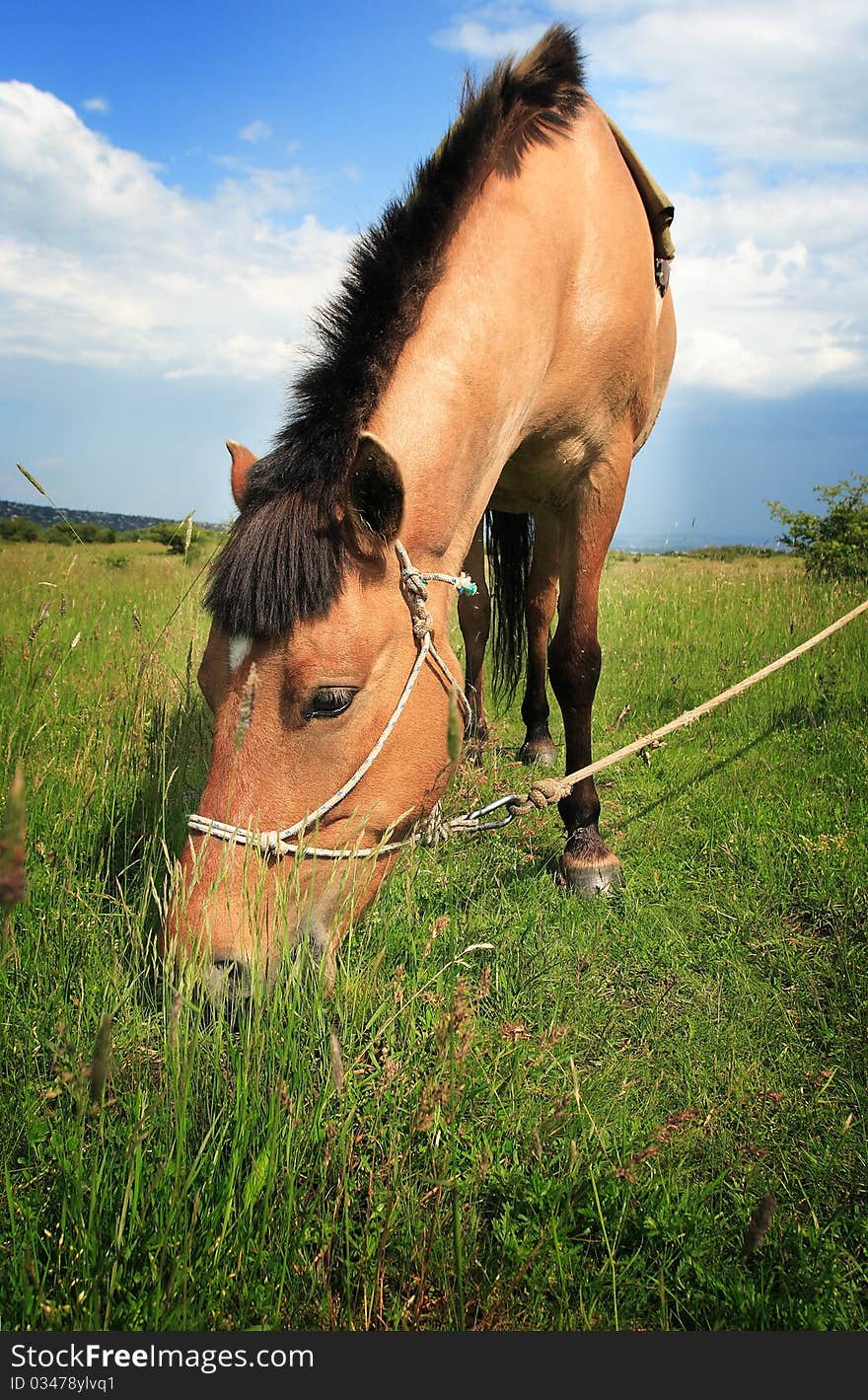 Beautiful brown horse on the perfect field.