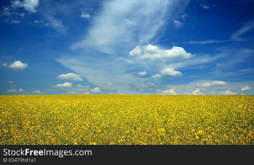 The yellow field with oil plant. The yellow field with oil plant