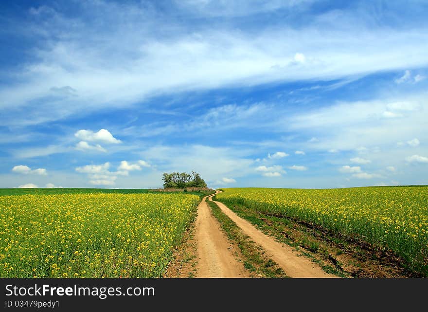 The yellow field with oil plant. The yellow field with oil plant