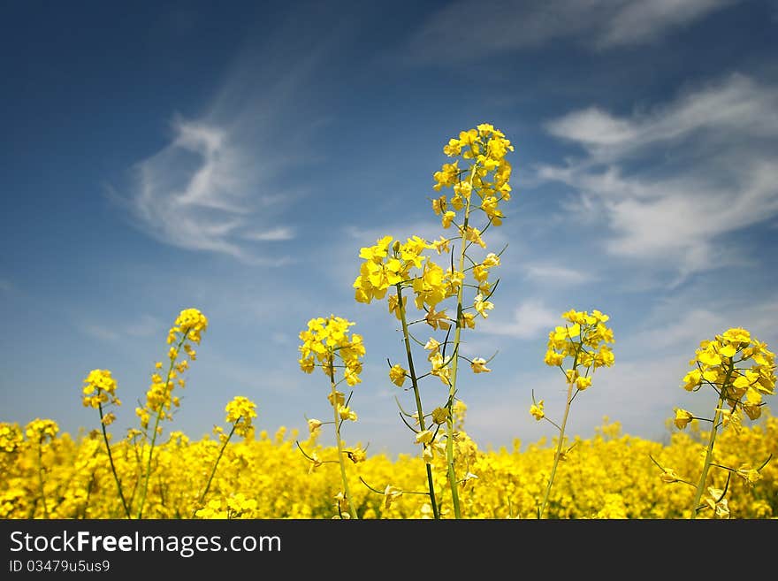 The yellow field with oil plant. The yellow field with oil plant