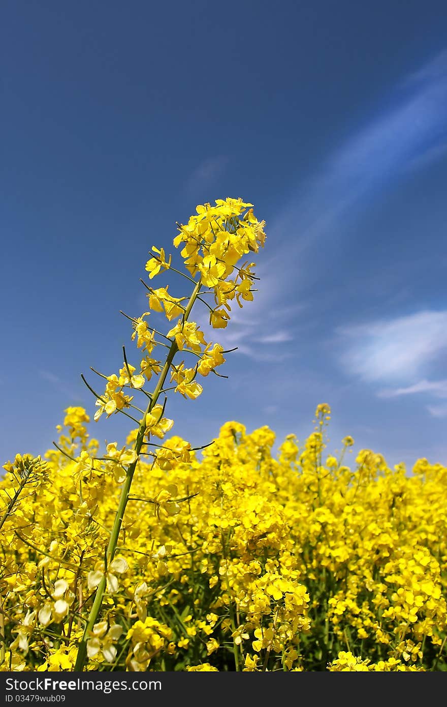 The yellow field with oil plant. The yellow field with oil plant