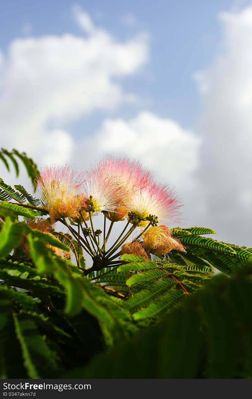 Flowers of acacia