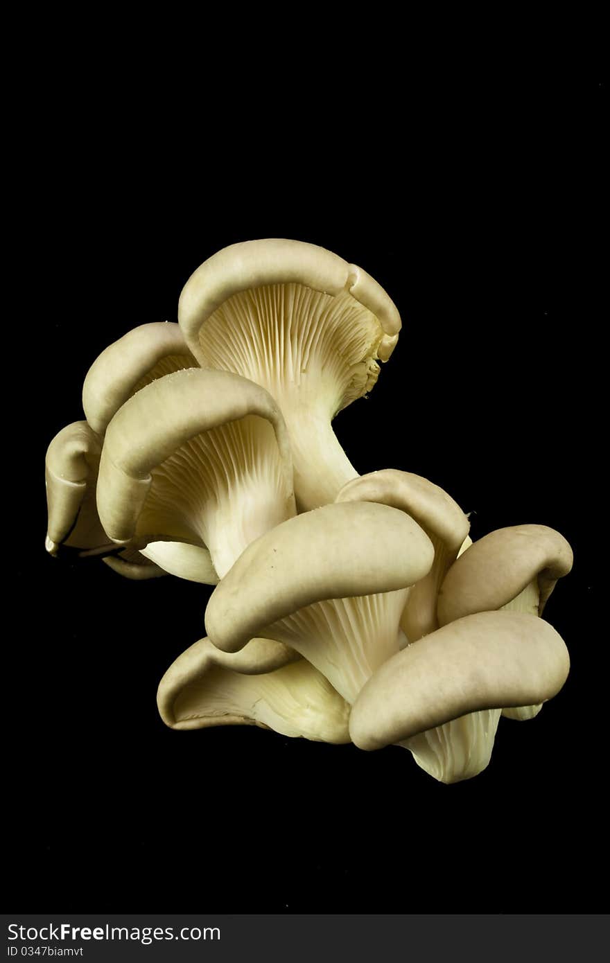 Mushrooms On A Black Background