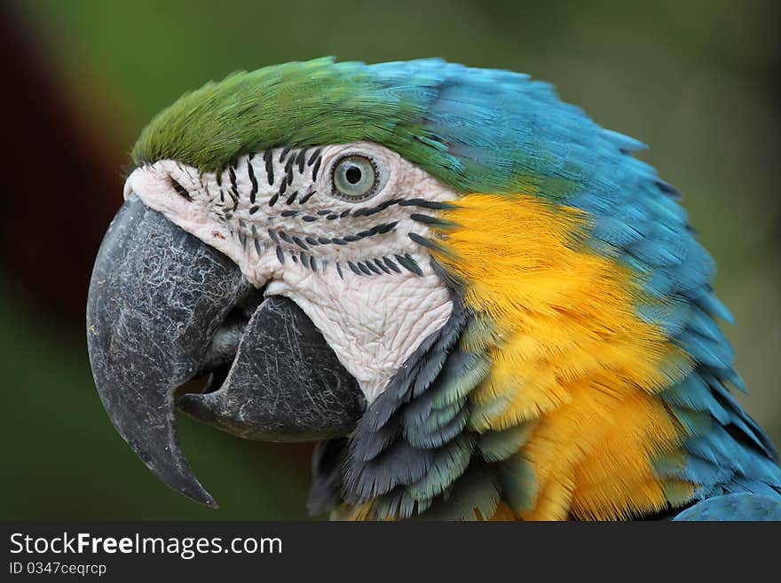 Macaw