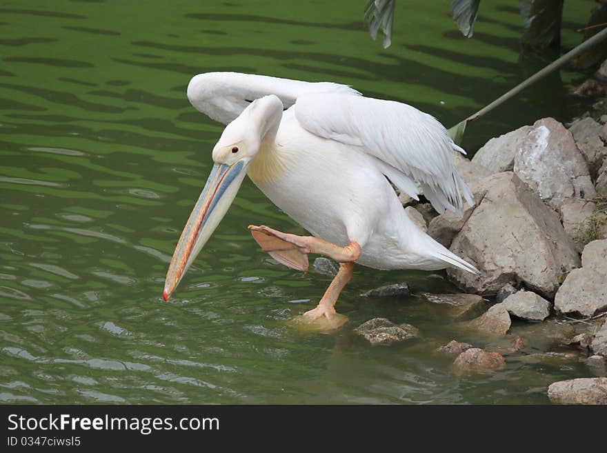 A Pelican enters the river