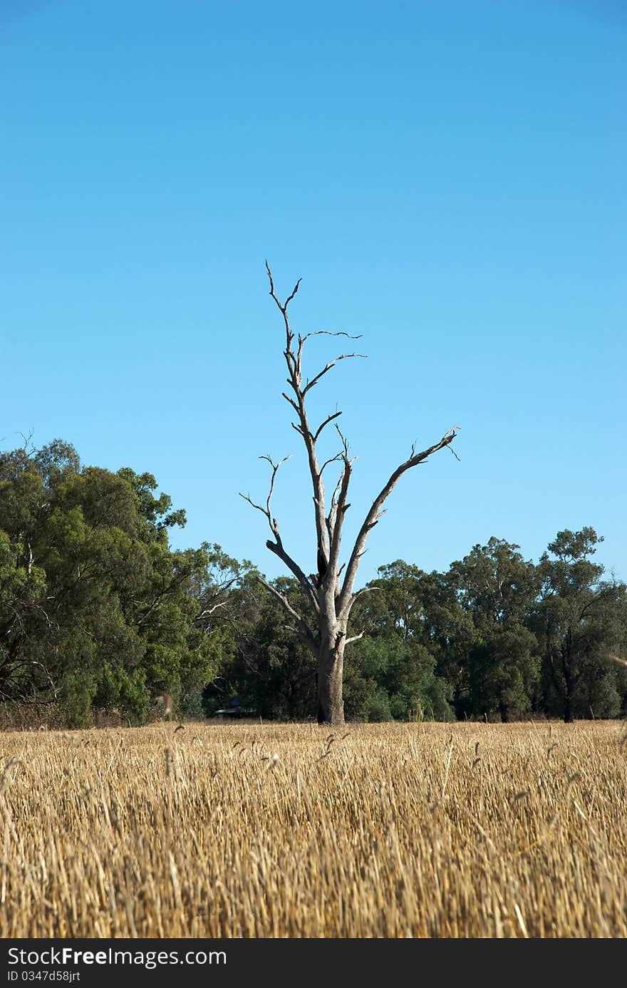 A dead gum tree in a field of stubble. A dead gum tree in a field of stubble