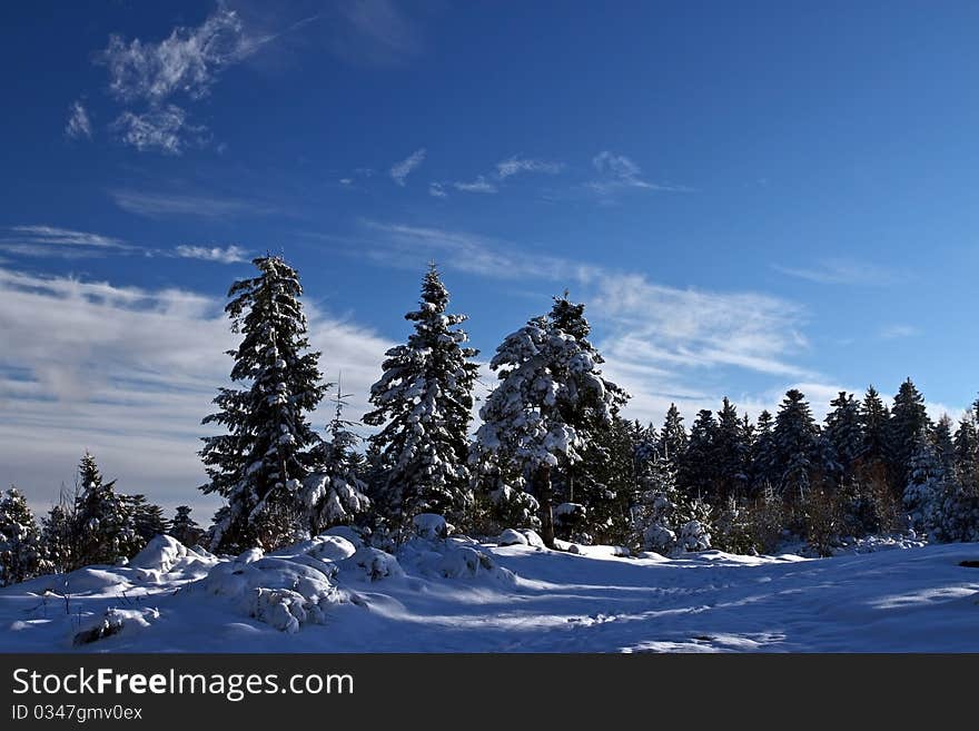 Forest under snow