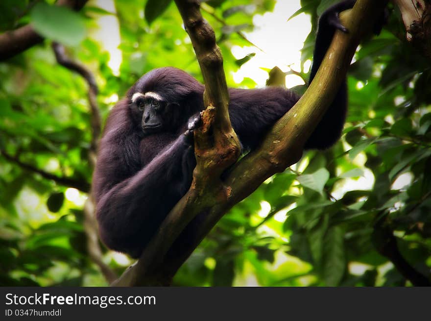 A black gibbon with white eyebrows looks forlorn, very sad. It's as if he was waiting for something that was not coming. A black gibbon with white eyebrows looks forlorn, very sad. It's as if he was waiting for something that was not coming.