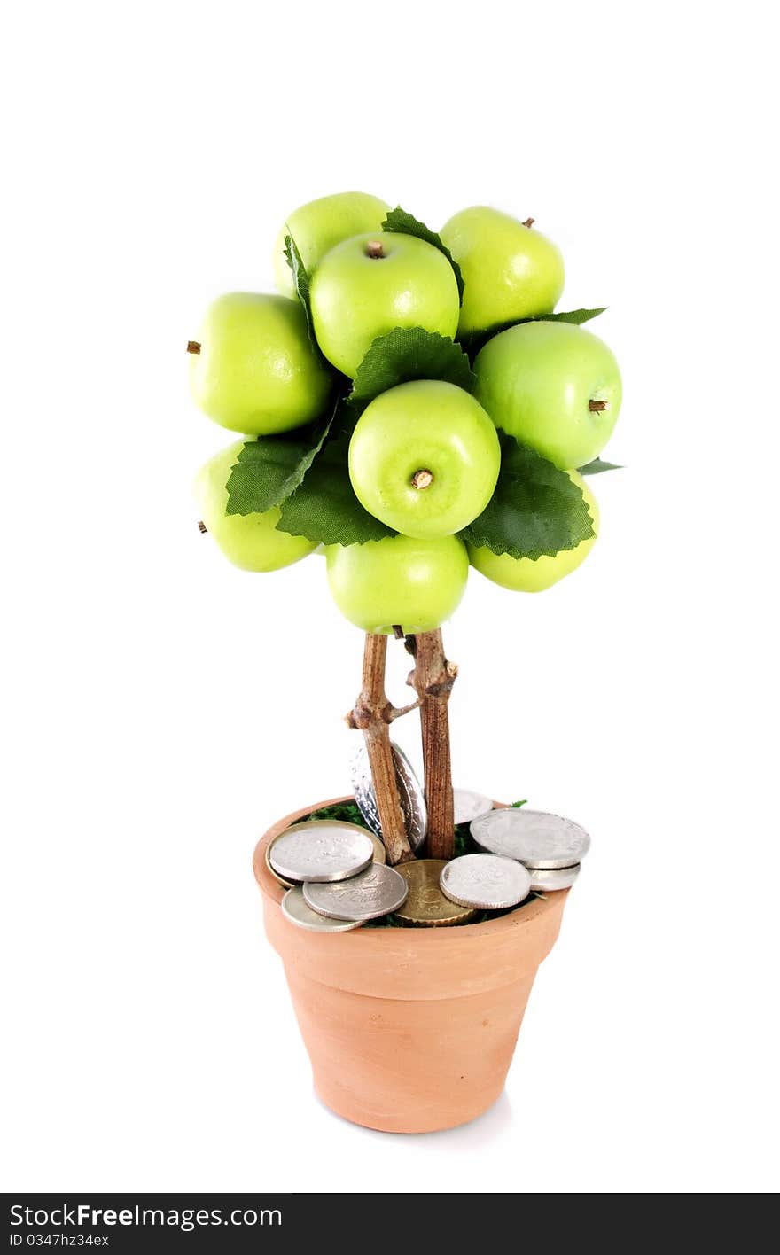 Money apple tree