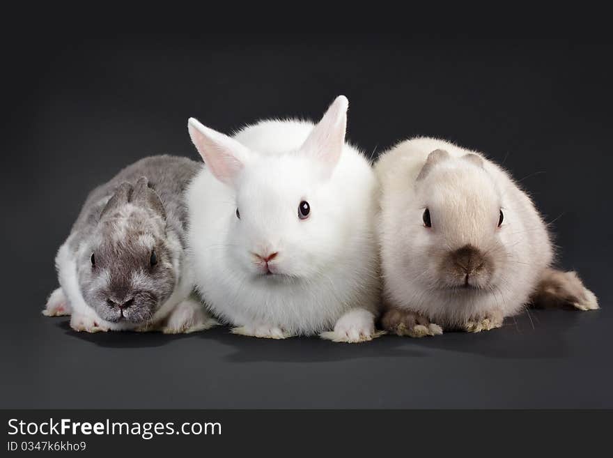 3 Rabbit baby, on black background. Not isolated.