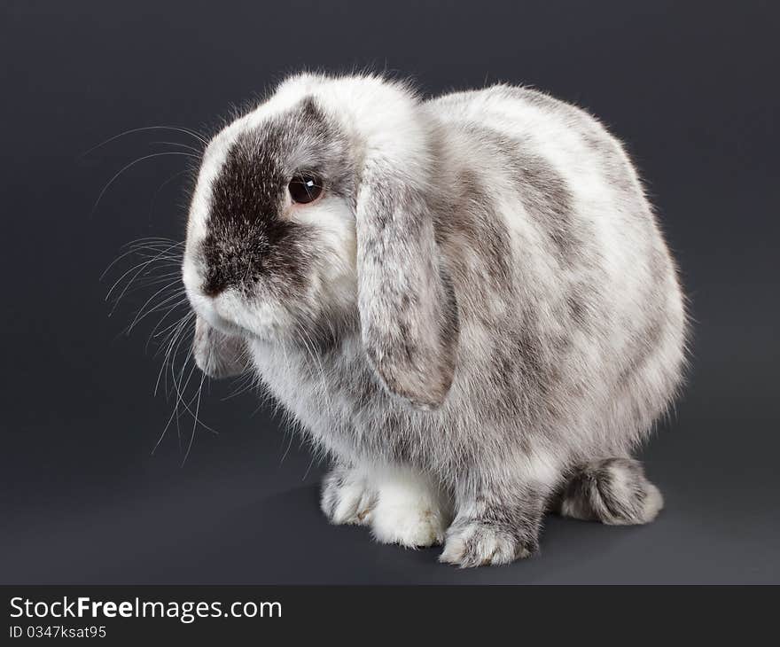 Rabbit baby Ram breed, on black background. Not isolated. Rabbit baby Ram breed, on black background. Not isolated.