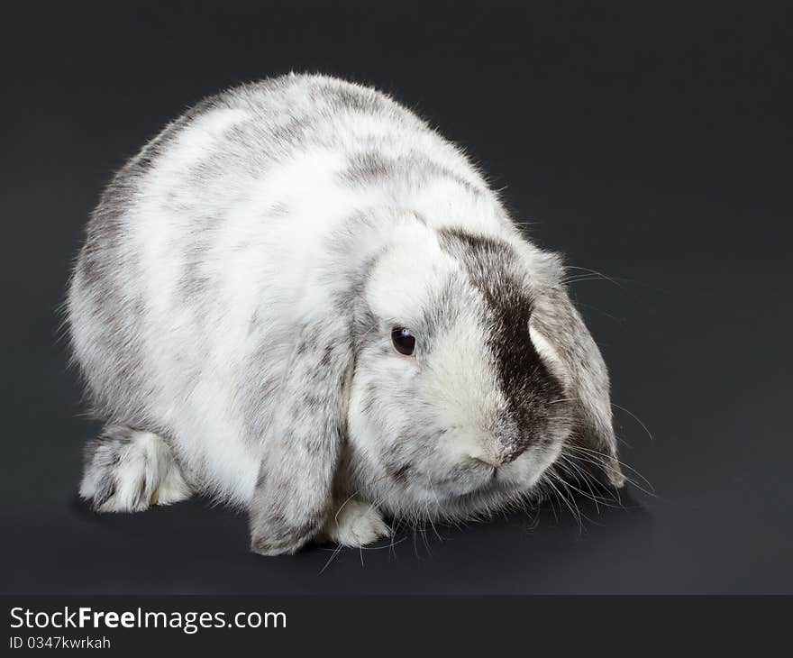 Rabbit baby Ram breed, on black background. Not isolated. Rabbit baby Ram breed, on black background. Not isolated.