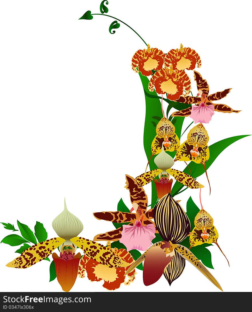 Illustration with bright orchid bouquet on white