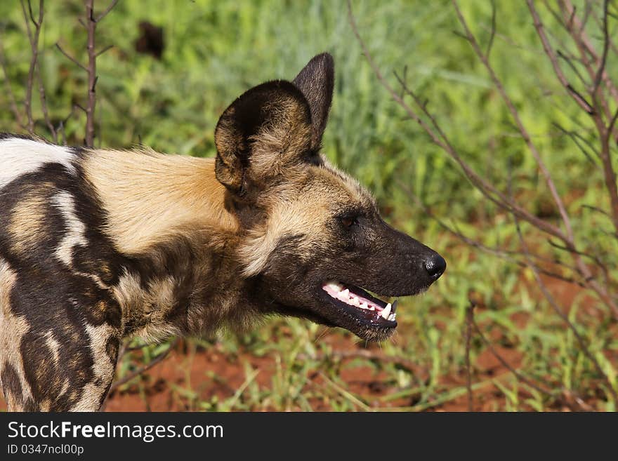 Wild dog