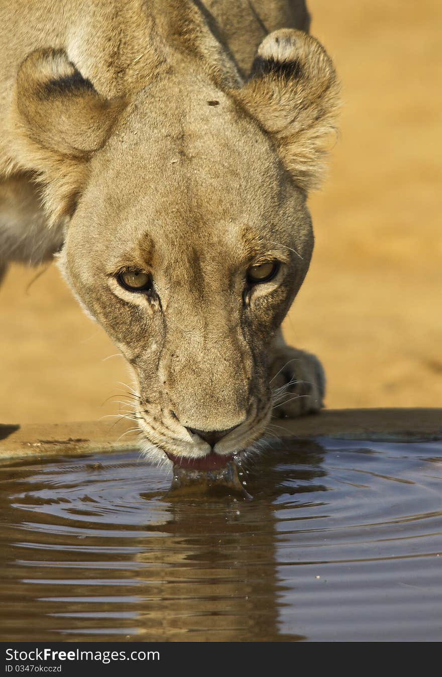 Lioness close-up