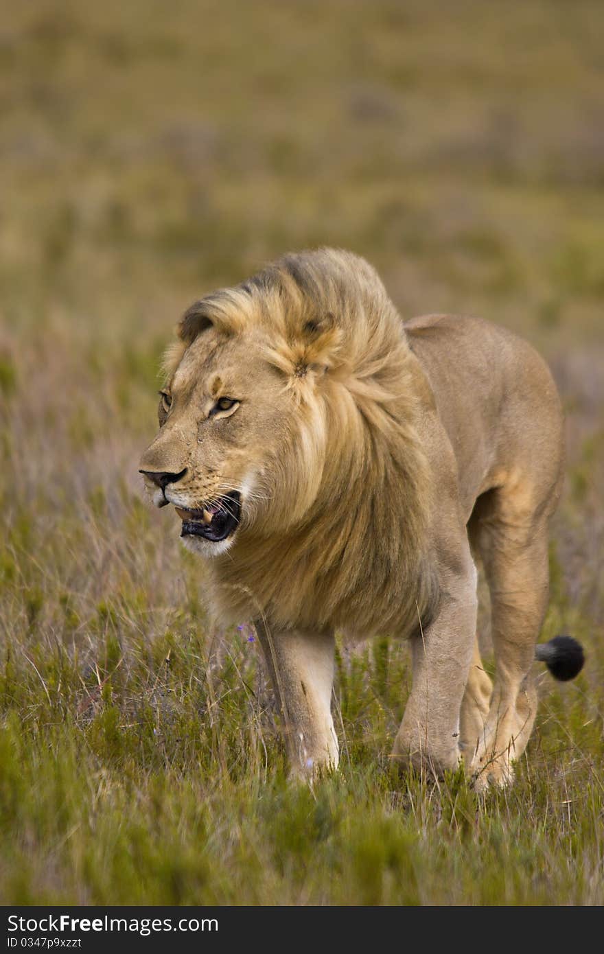 Male lion walking on the open plains. Male lion walking on the open plains