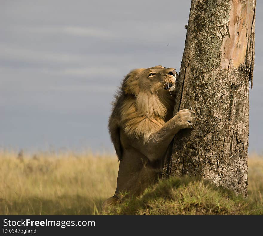 Male lion clawing a tree