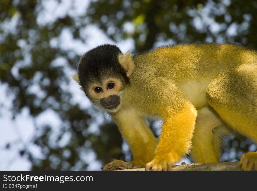 A small and playfull South-American monkey. A small and playfull South-American monkey