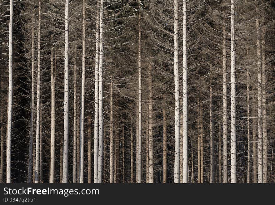 Close up of pine trees