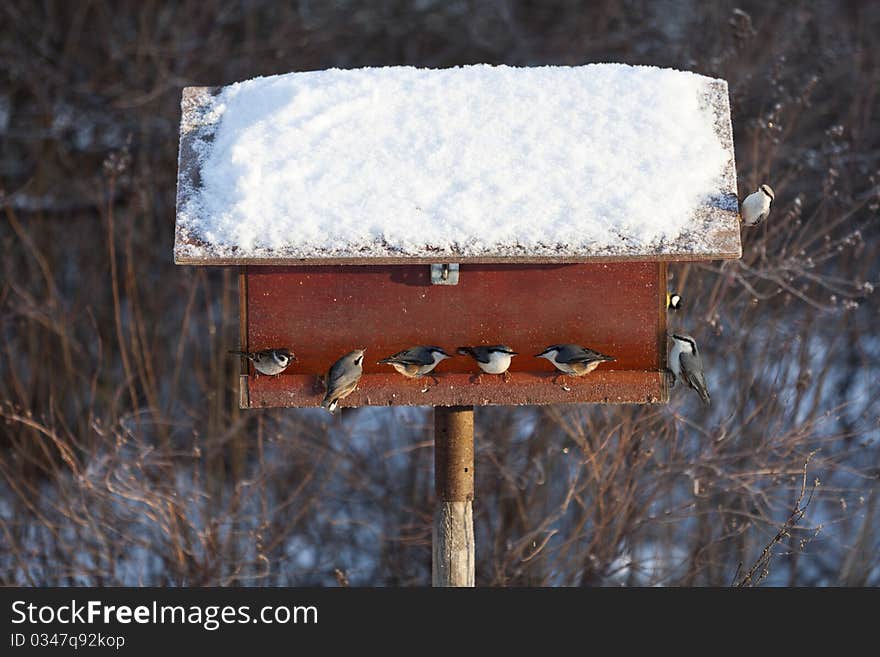 Birdtable at wintertime with birds eating