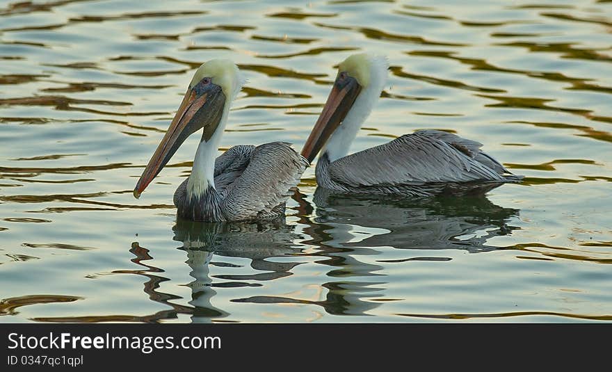 Brown Pelicans in Tarpon Springs, Florida