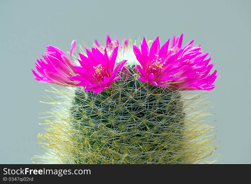 Cactus with blossoms on a dark background (Mammillaria).An image with shallow depth of field. Cactus with blossoms on a dark background (Mammillaria).An image with shallow depth of field.