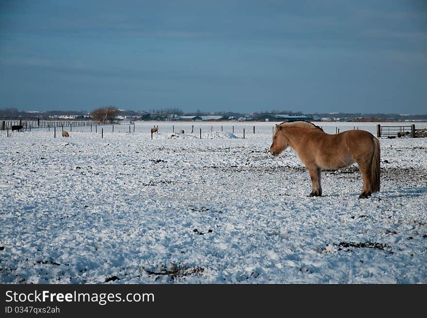 Horse in snowy meadow 48