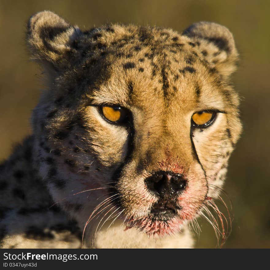 Cheetah with a bloody face after feeding. Cheetah with a bloody face after feeding